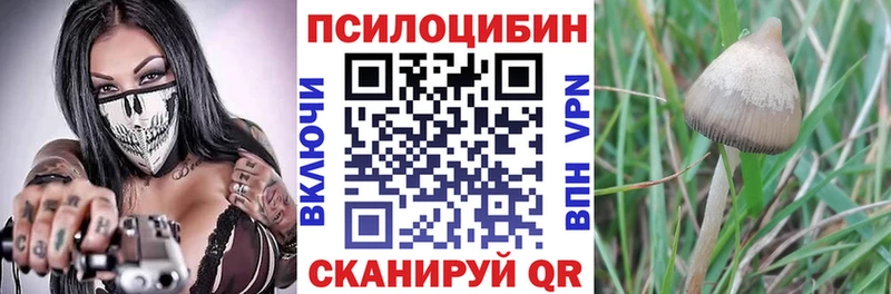 маркетплейс клад Александровское Псилоцибиновые грибы Magic Shrooms купить закладку